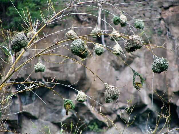 Foto primer plano de un nido de pájaros en un árbol