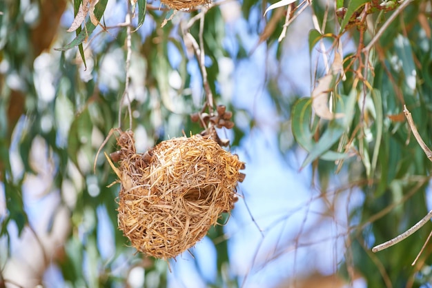 Primer plano del nido del tejedor dorado africano Ploceus Xanthops Pájaro tejido hecho de heno colgando del árbol con un fondo de hoja borrosa Recién construido y listo para poner huevos Anidación de primavera