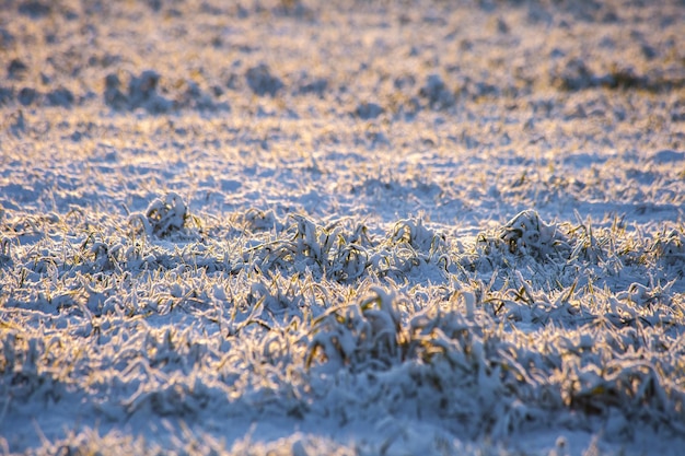 Foto primer plano de la nieve en el campo