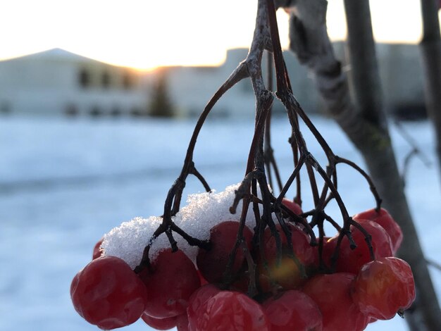 Foto primer plano de la nieve en las frutas