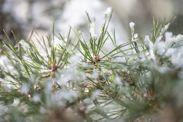 Primer plano de la nieve en la planta durante el invierno