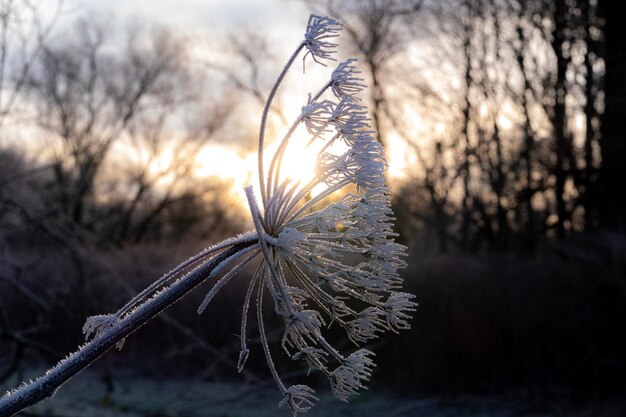 Foto primer plano de la nieve en la planta