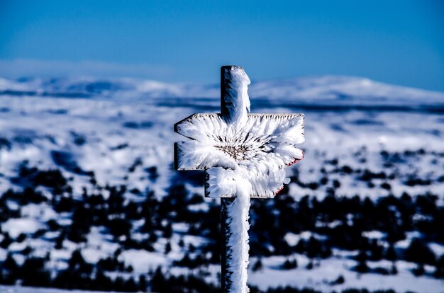 Foto primer plano de la nieve en la planta