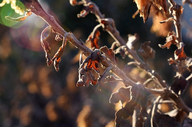 Foto primer plano de la nieve en la planta