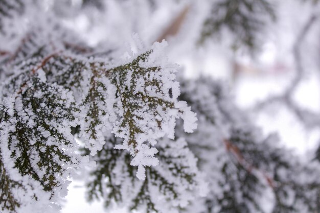 Foto primer plano de la nieve en la rama