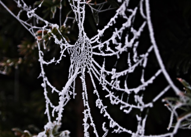 Foto primer plano de la nieve en la rama