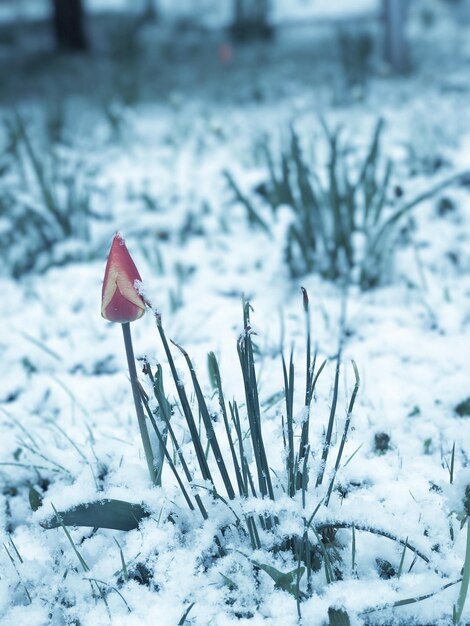 Primer plano de la nieve