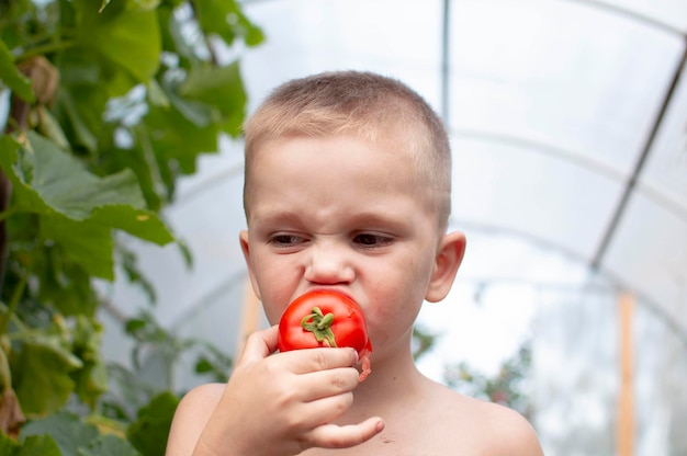 Primer plano de un niño comiendo un tomate maduro y disfrutando de una deliciosa cosecha de tomates rojos orgánicos en la producción de hortalizas de jardinería doméstica Cultivo de tomate cosecha de otoño