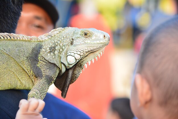 Foto primer plano de un niño con una iguana