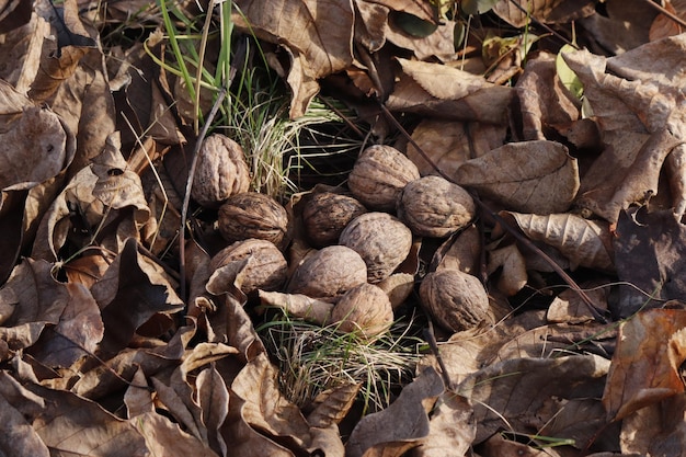 Un primer plano de nueces en el suelo con hojas en el suelo
