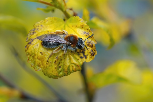 Primer plano de una nueva abeja minera de cola roja emergente, Andrena haemorrhoa, sobre una hoja amarilla