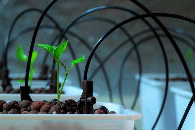 Foto primer plano de nuevas plantas en invernadero