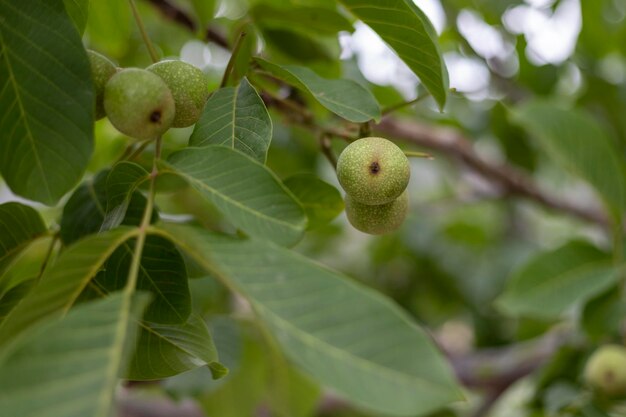 Primer plano de una nuez verde que crece en una rama de árbol con enfoque selectivo