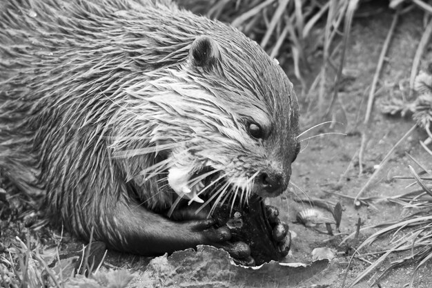 Primer plano de una nutria en el campo