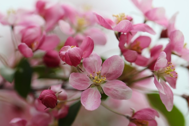 Primer plano o flores de cerezo de color rosa intenso