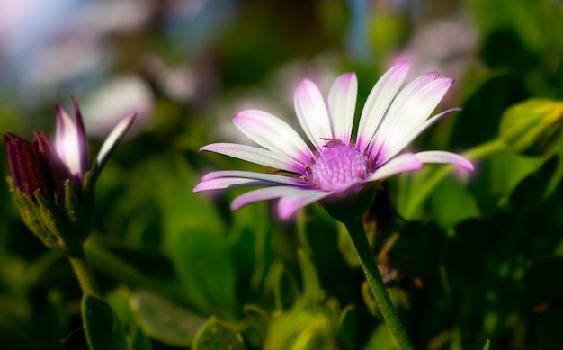 Primer plano o foto macro de la flor blanca y colorida de Gazania
