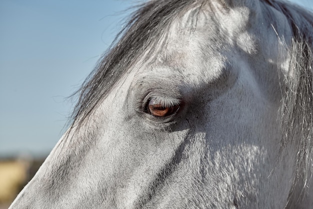 Un primer plano del ojo de un caballo. Mascota