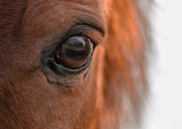 Primer plano del ojo del caballo