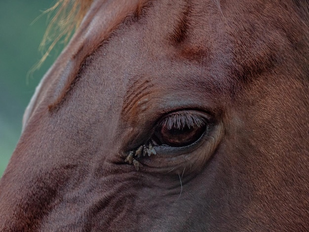 Primer plano del ojo del caballo