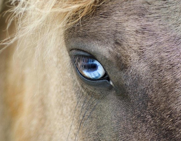 Primer plano del ojo del caballo