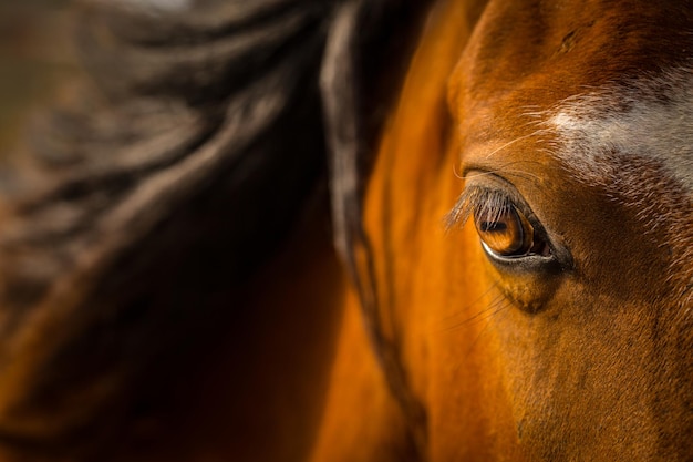 Primer plano del ojo del caballo