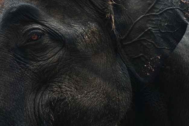 Foto primer plano ojo de elefante asiático, cabeza, detalle de piel