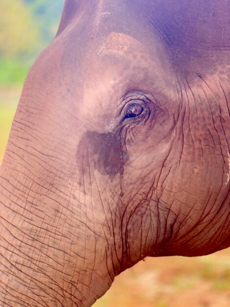 Foto un primer plano del ojo de un elefante