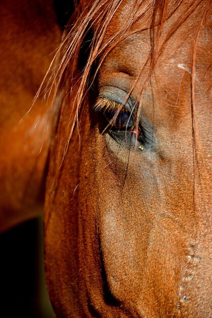 Foto primer plano del ojo humano