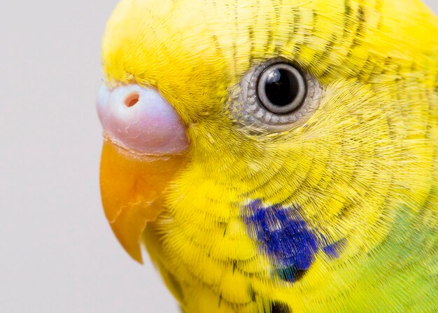 Foto primer plano del ojo de pájaro