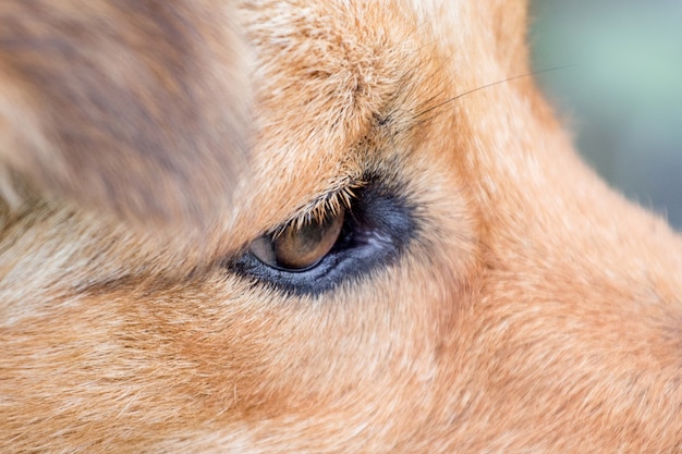 Primer plano del ojo de un perro marrón. El ojo atento de un perro_