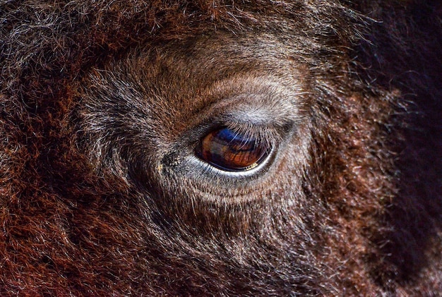 Foto primer plano del ojo de las vacas