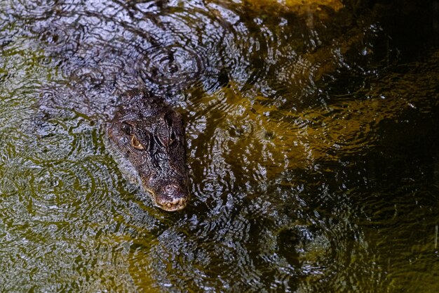 Foto primer plano de ojos de cocodrilo o cocodrilo