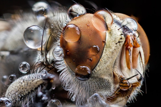 Primer plano de los ojos de la mosca