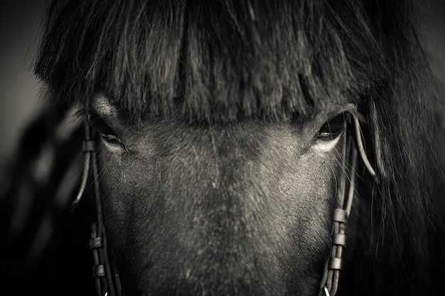 Un primer plano de los ojos de un pony mirando a la cámara Caballo islandés Fotografía estilizada en blanco y negro