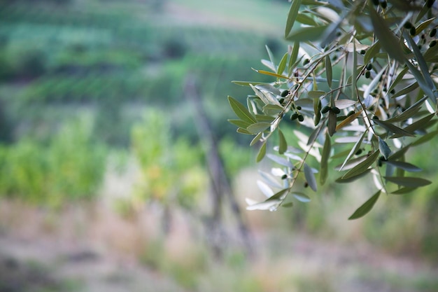 Foto un primer plano del olivo