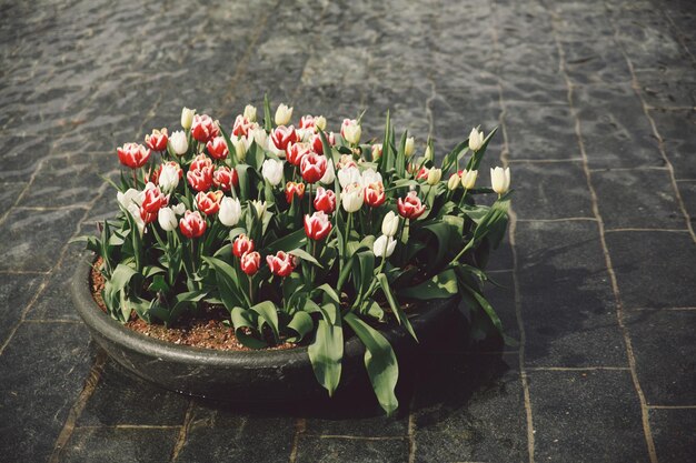 Primer plano de una olla de flores en el suelo