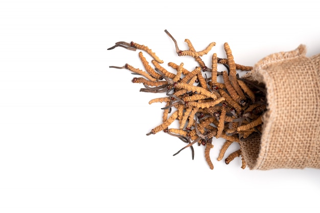 Primer plano de Ophiocordyceps sinensis o hongo cordycep en bolsa de saco marrón sobre fondo aislado