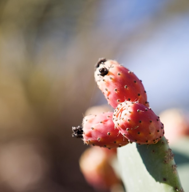 primer plano, de, opuntia, nopal, fruta