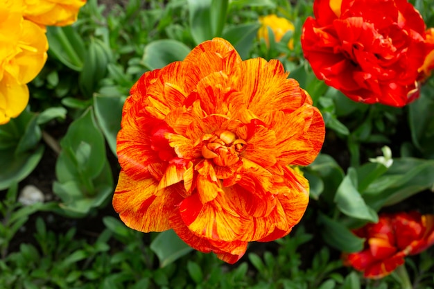 Primer plano A Orange peonyflowered Double Late tulipanes Tulipa Double Beauty of Apeldoorn florecen en un jardín en abril