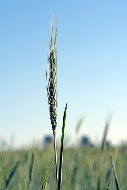 Primer plano de oreja de cereal triticale híbrido