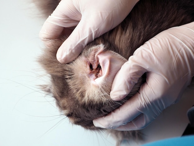 Primer plano de la oreja de un gato sucio