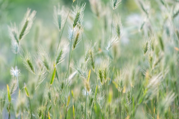 Primer plano de las orejas de los cultivos de cereales silvestres a la luz del día se balancean en el viento hierba verde decorativa iluminada por el sol