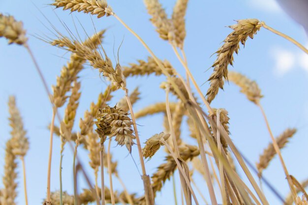 Primer plano de las orejas de trigo contra el fondo del cielo azul del sol poniente y la luz del sol Es hora de cosechar La crisis alimentaria en el mundo