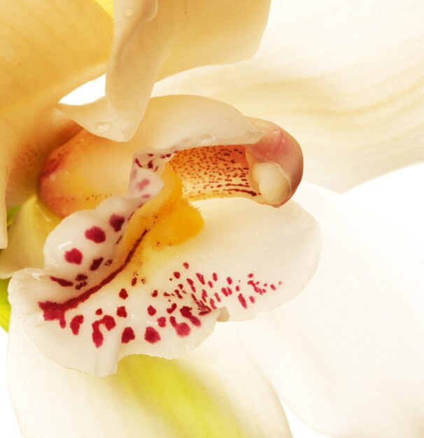 Primer plano de orquídea amarilla