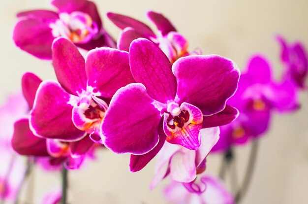 Un primer plano de una orquídea morada con un centro amarillo