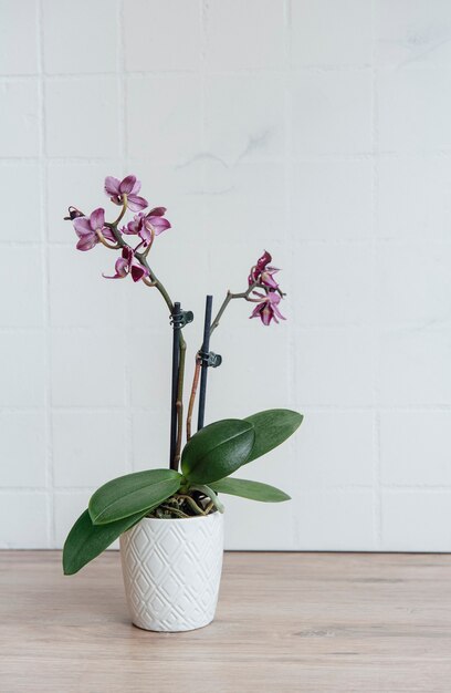 Primer plano de una orquídea Phalaenopsis púrpura en una olla sobre la mesa