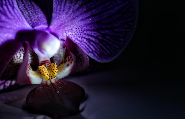 Un primer plano de una orquídea púrpura en el cuarto oscuro