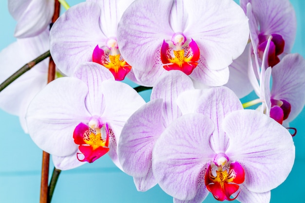 Primer plano de orquídea rosa. Flores de interior. Jardinería.