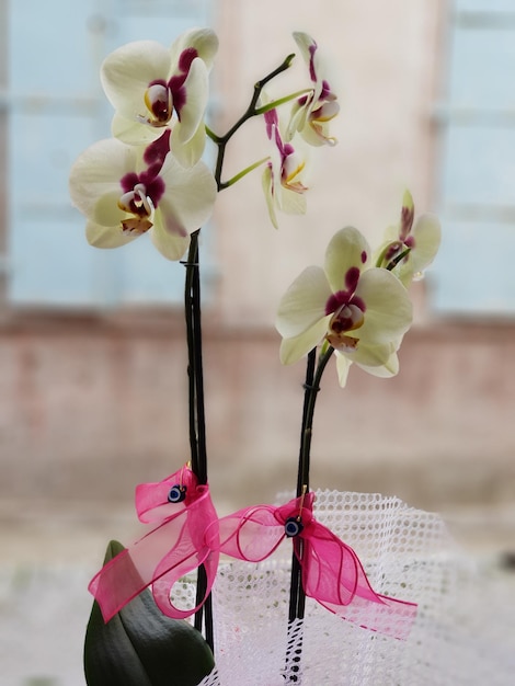 Foto un primer plano de una orquídea rosa en la planta