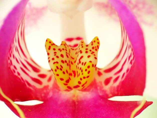Foto un primer plano de una orquídea rosa